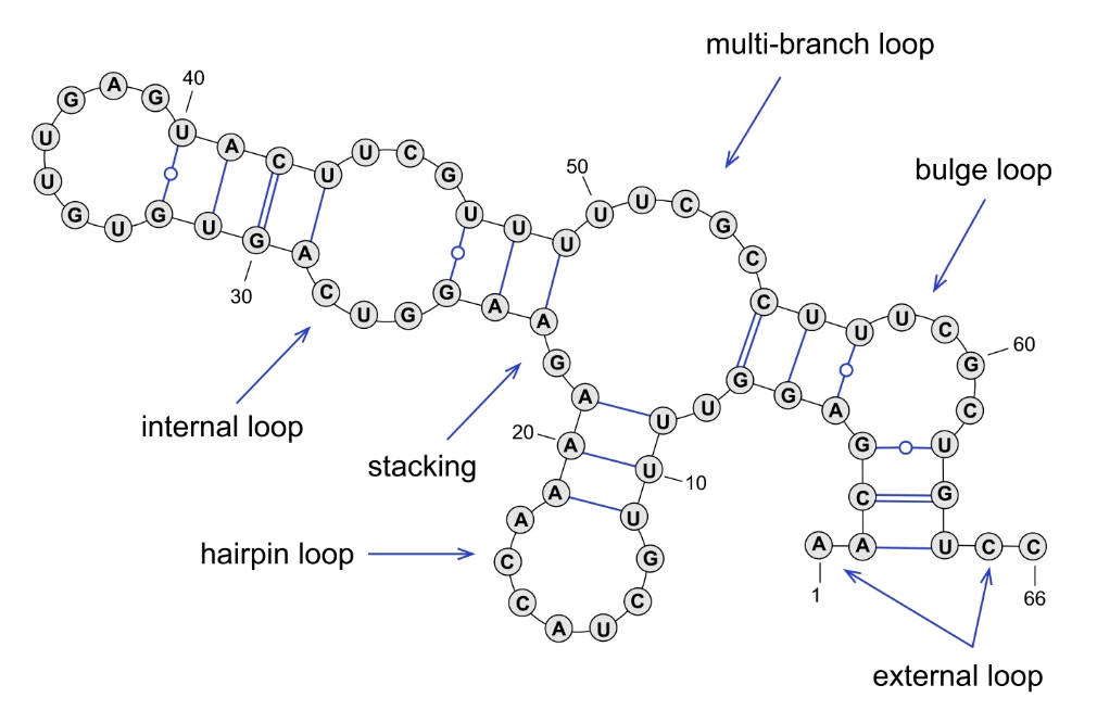 Single-stranded mRNA can fold on itself to form secondary structures.