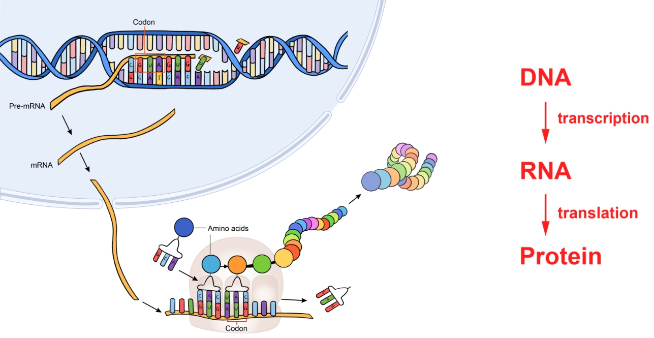 DNA is transcribed and translated into functional proteins.