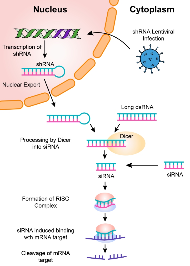 Production and function of forms of RNAi.